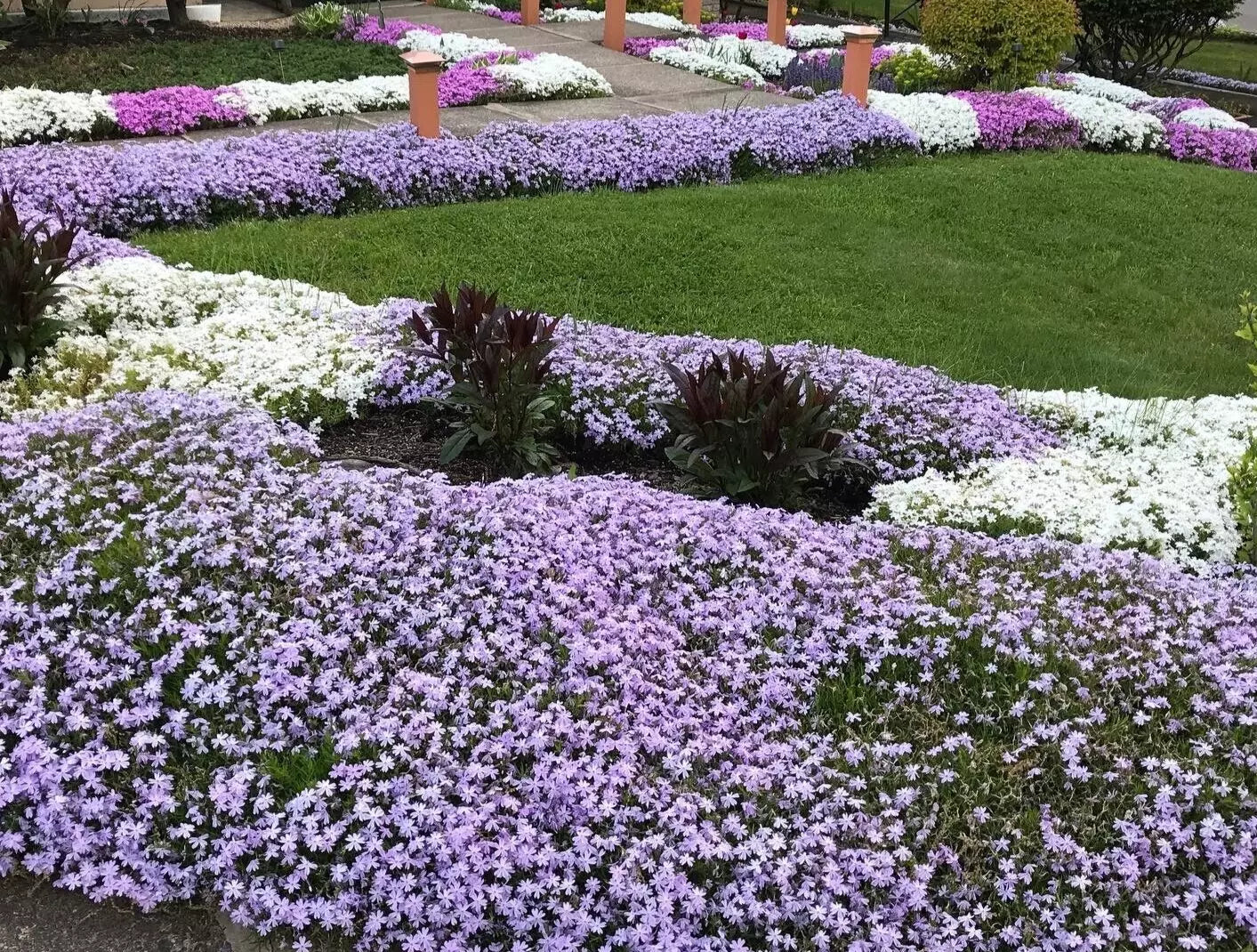 Creeping Phlox Ground Cover Plants Bundle - 40 Bare Root Lavender Perennials for Landscaping - Phlox subulata