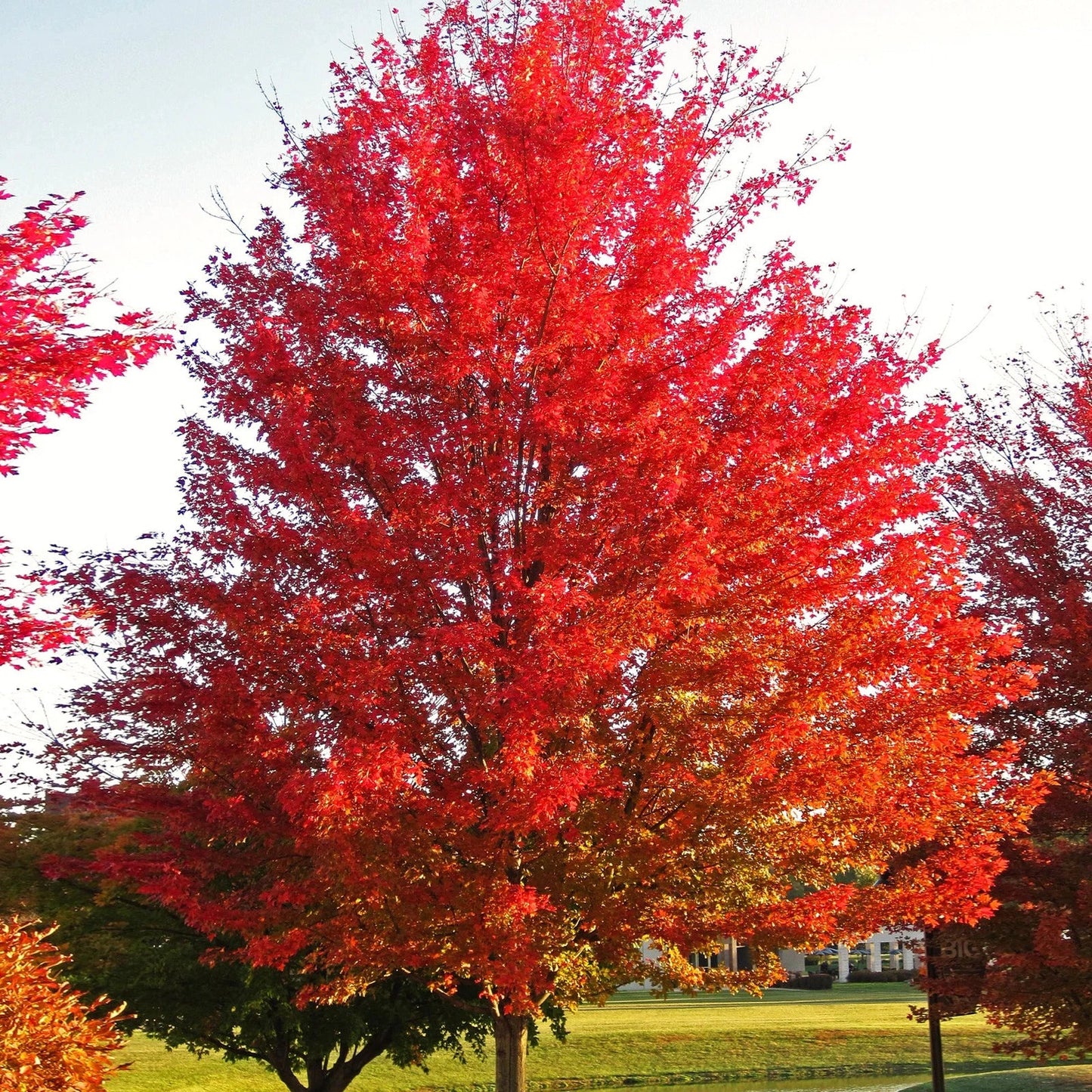 Red Maple Tree Seeds - Acer Rubrum Illinois Scarlet - Fall Foliage, Landscaping, Wildlife Habitat, Canadian Variety