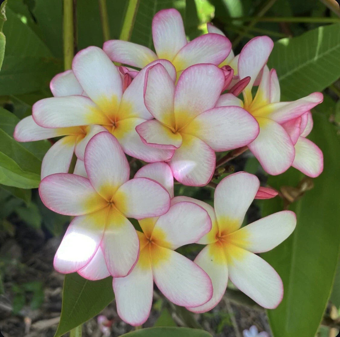 Rooted Pink Mist Plumeria Plant Cutting 18" - Fragrant Tropical Shrub for Zones 9-11