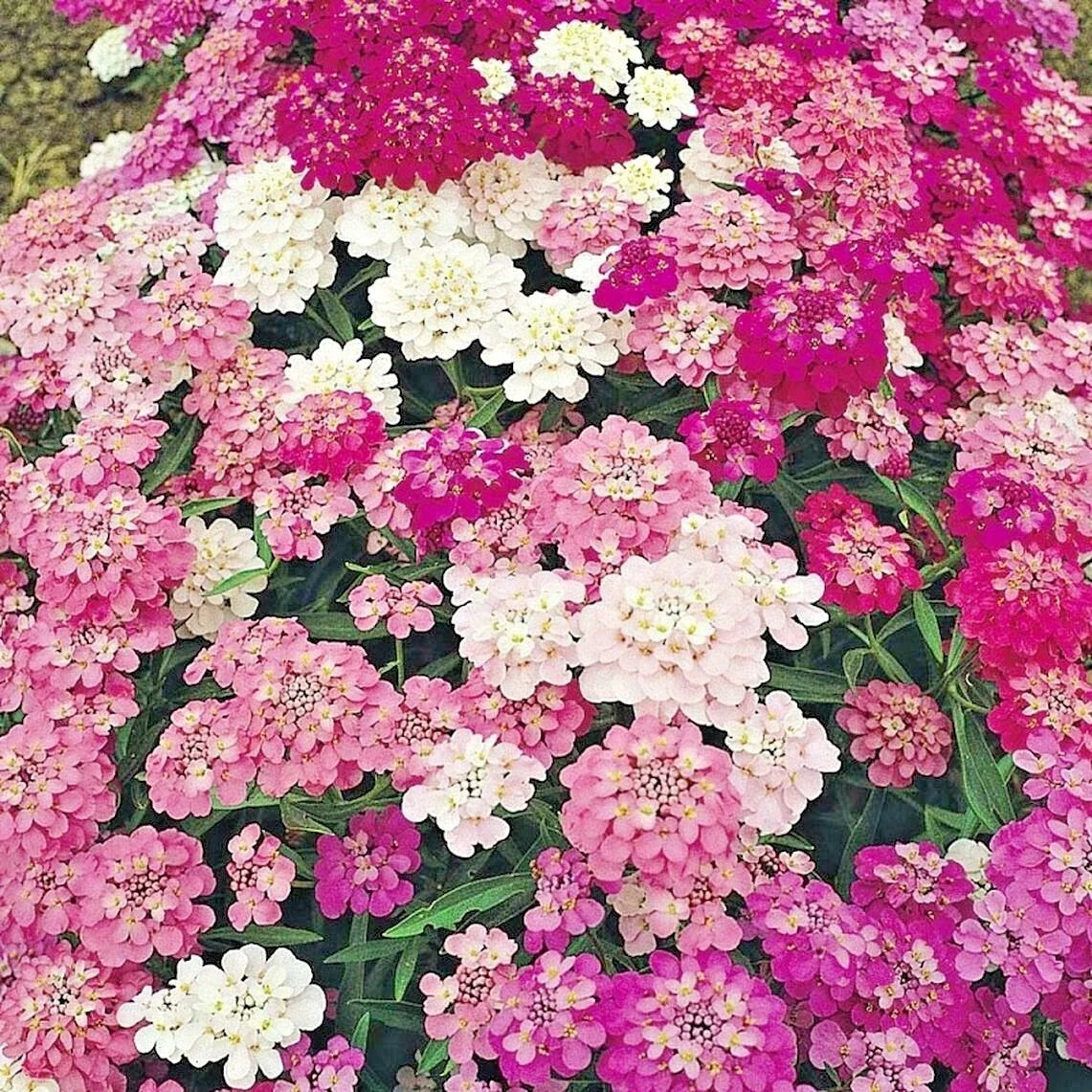 Candy Tuft Seeds Mix - 200 Annual Iberis Groundcover for Drought Tolerance and Heat Resistance, Garden & Container Planting