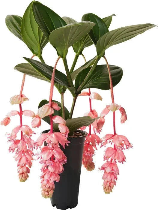 Medinilla Magnifica Starter Plant – Rare Live Well-Rooted Tropical Indoor Plant with Pink Blooms & Lush Foliage