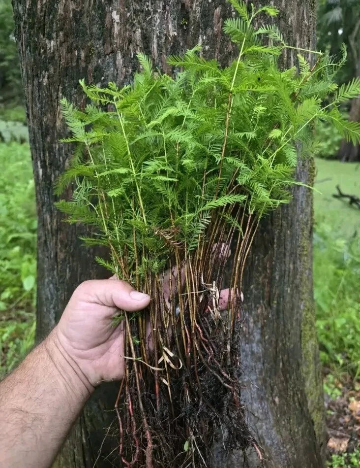 Bald Cypress Tree Seedlings 4-Pack Plug-Grown Taxodium distichum Fast-Growing Garden Trees for Wetlands & Landscaping