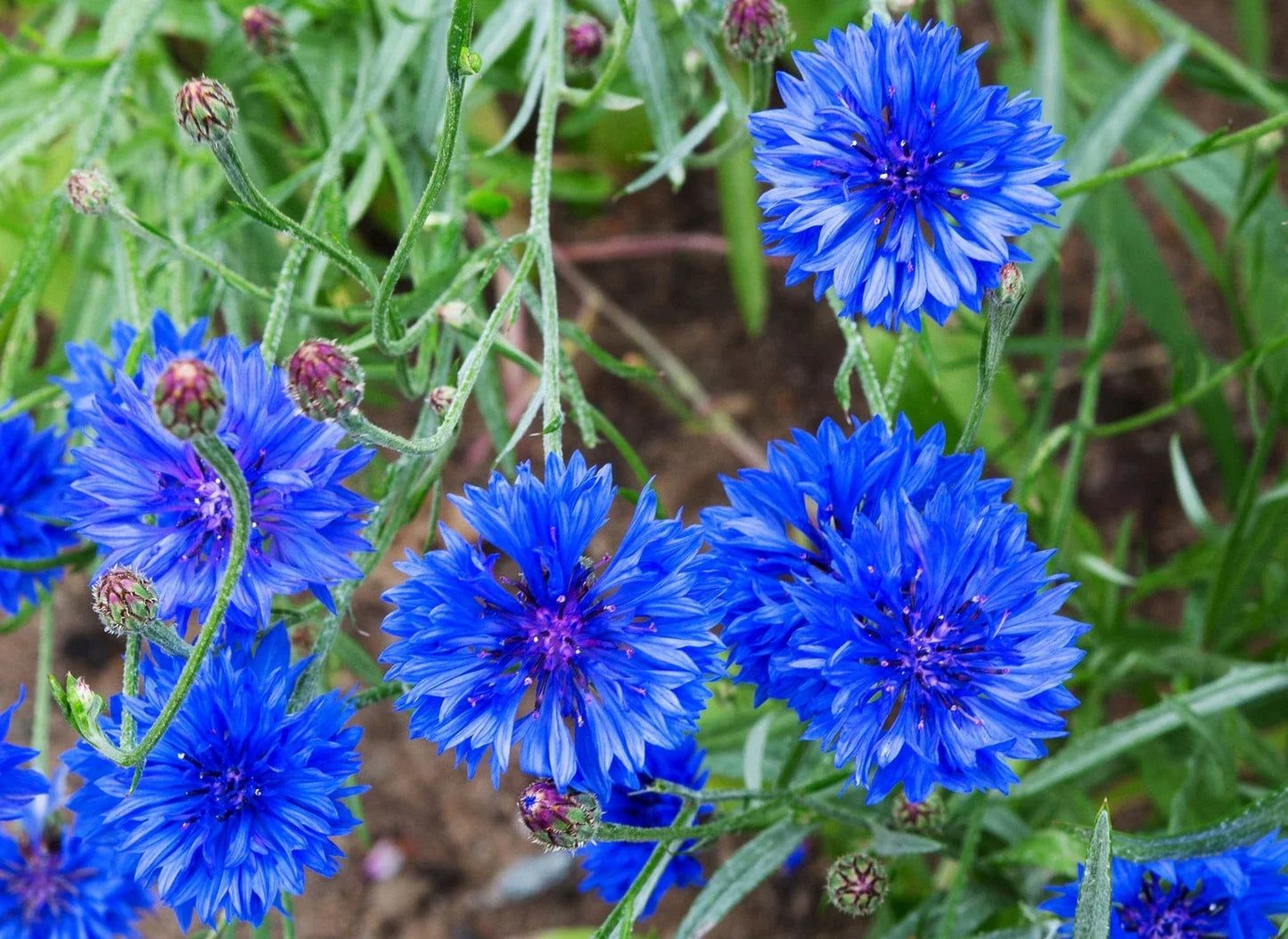 Dwarf Bachelor Button Seeds - 200 Heirloom Non-GMO Centaurea cyanus for Pollinator Gardens