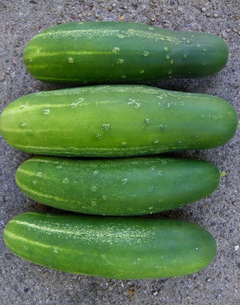 Straight Eight Slicing Cucumber Seeds - Non-GMO, Heirloom, 50+ Seeds for Home Garden, Cucumis sativus
