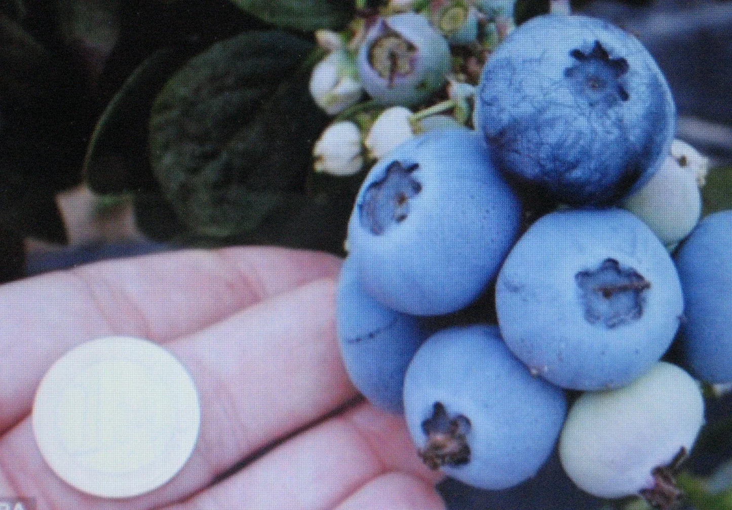 Northern Highbush Blueberry Seeds – Vaccinium corymbosum, Attracts Wildlife & Birds, Home Garden, 20 Seeds