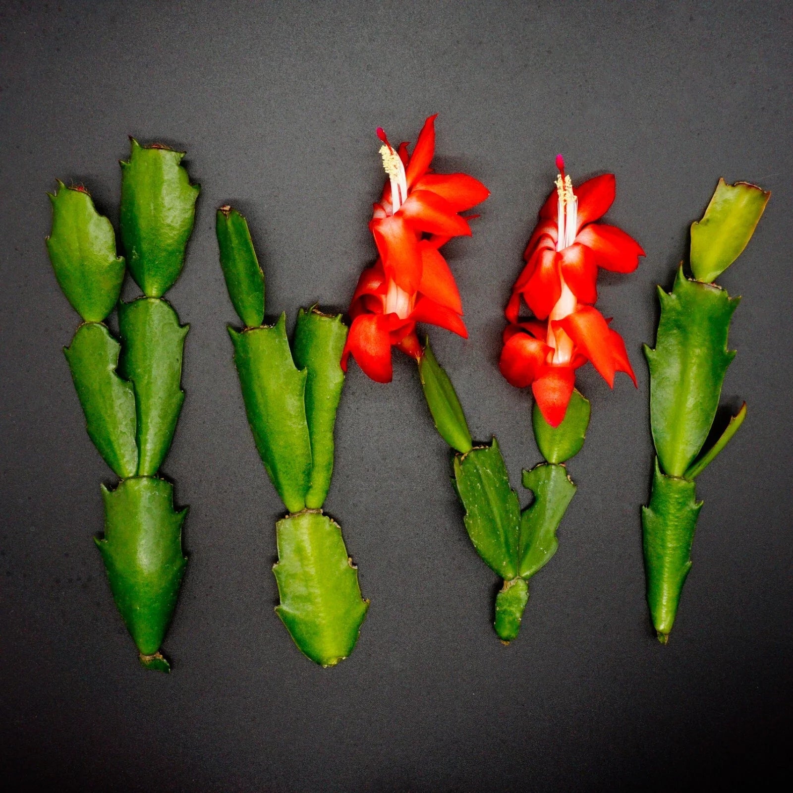 Red Thanksgiving Cactus Cuttings - Schlumbergera Truncata - 4 Healthy Propagation Plant Clippings