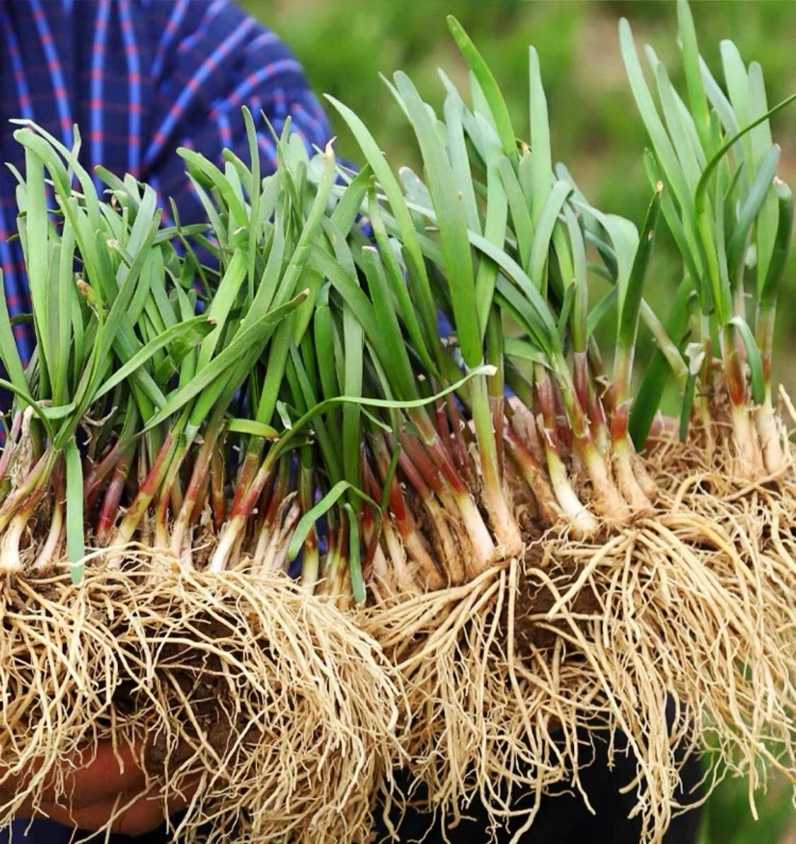 Live Chinese Chives Roots Allium tuberosum - Fresh Culinary Herb for Gardening & Cooking