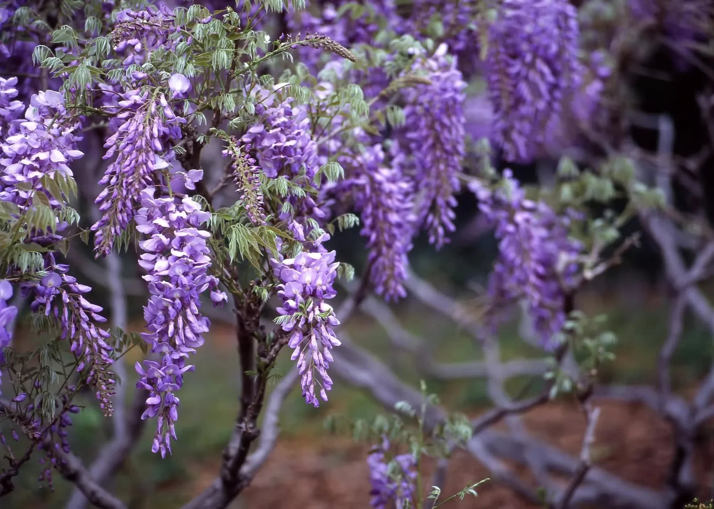 Purple Wisteria Seeds - Flowering Vine for Planting - Wisteria sinensis - Climbing Vine for Garden, Trellis & Fence