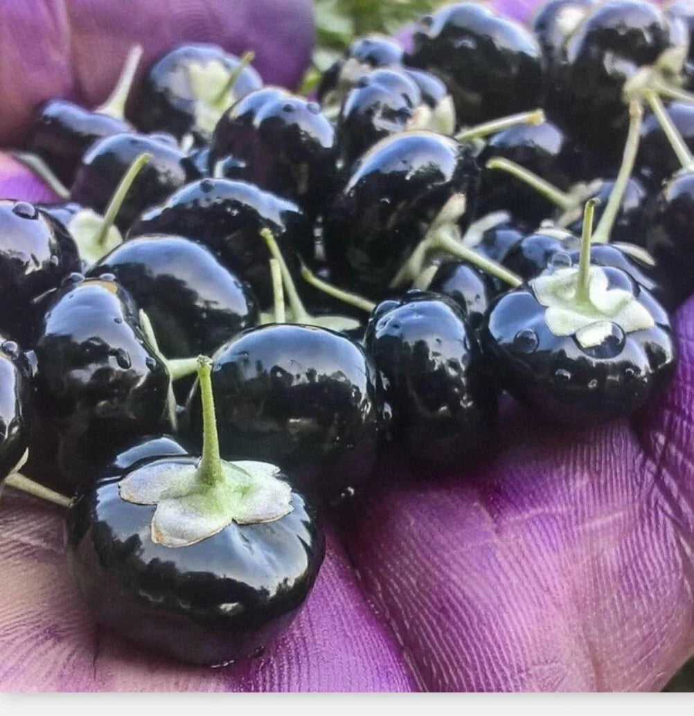 Black Goji Berry Seeds - 10 Himalayan Black Wolfberry (Lycium ruthenicum) for Planting
