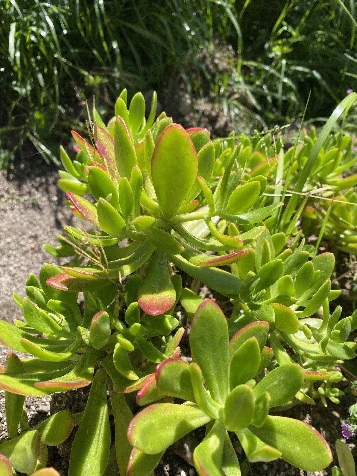 Lot of 3 Succulent Cuttings - Sedum dendroideum, Green, Easy to Grow, Indoor & Outdoor Gardening