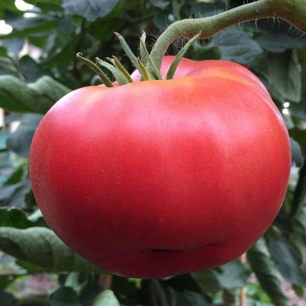 Ponderosa Pink Tomato Seeds – Heirloom Non-GMO Vegetable Seeds for Home Garden, Solanum lycopersicum, 50 Pack