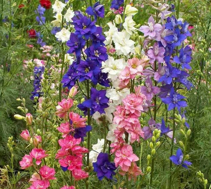 Larkspur Delphinium Mix Seeds - Flower Garden, Tall Spring Blooms, Non-GMO, 1000 Count, Cut Flower, Pollinator Attractant