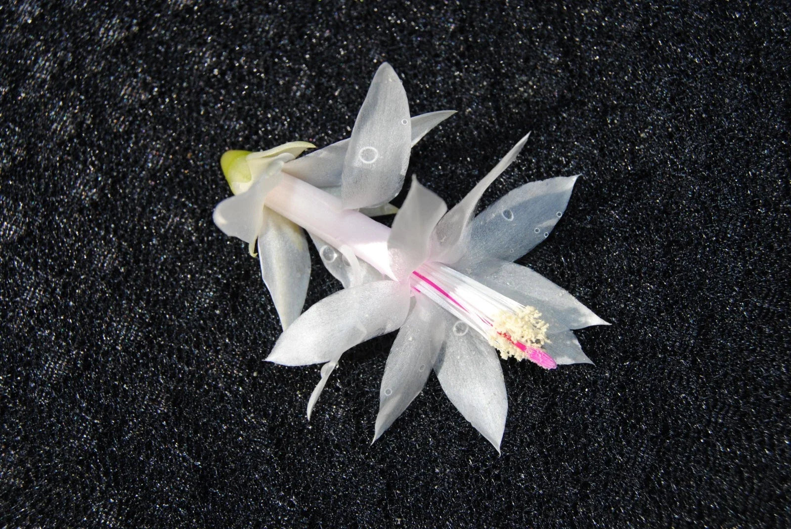 Christmas Cactus Starter Plant - Small Schlumbergera Truncata - Well-Rooted Indoor Plant for Holiday Decor