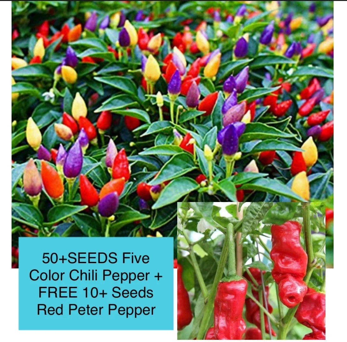 Five Color Chili Pepper Seeds - Rainbow Capsicum annuum, Multi-Color Peppers, 50+ Seeds with Bonus Peter Pepper Seeds