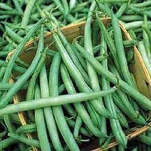 Stringless Green Bean Seeds - Premium Non-GMO Provider Variety - Early Harvest