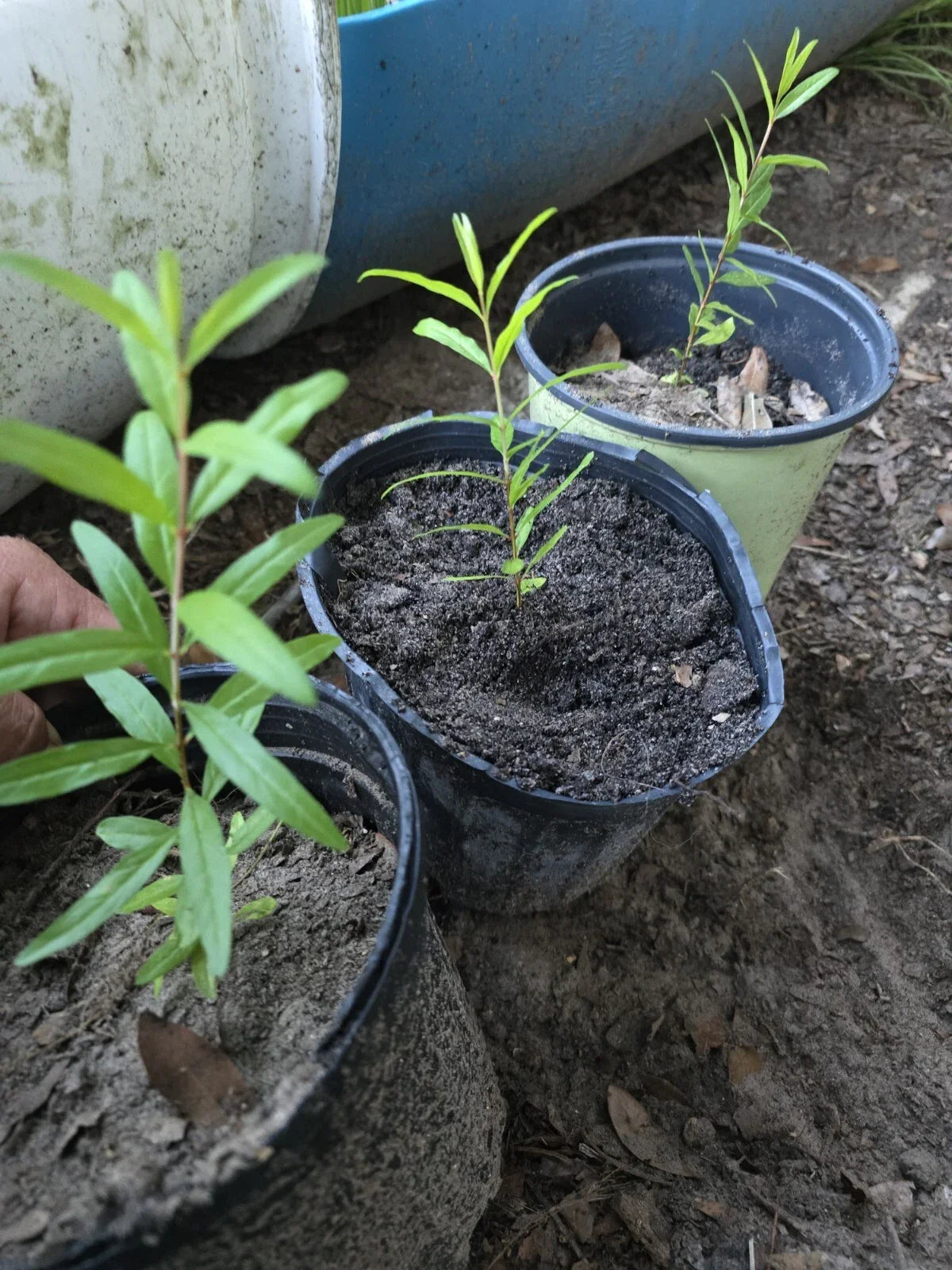 Pomegranate Tree Seedling 12" Parfianka Variety - Edible Fruit Plant for Temperate Gardens