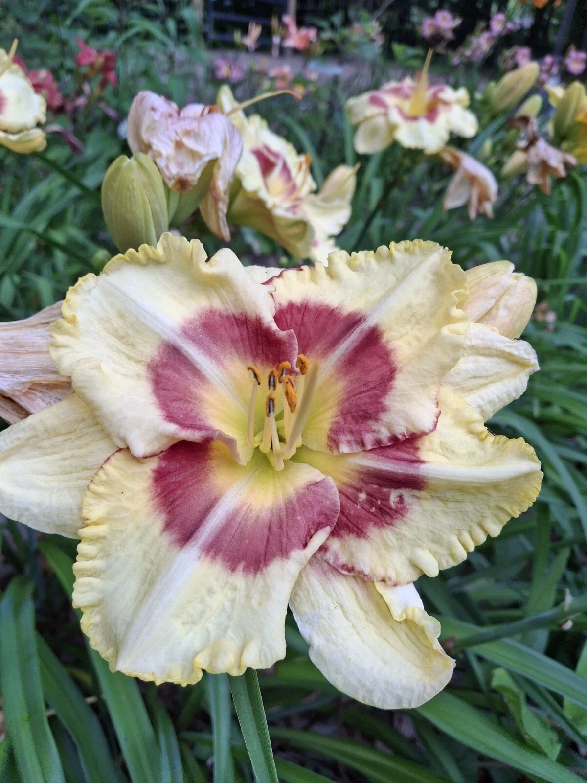 Daylily Live Starter Plant Bareroot Hemerocallis 'Monterrey Jack' Golden-Yellow Perennial