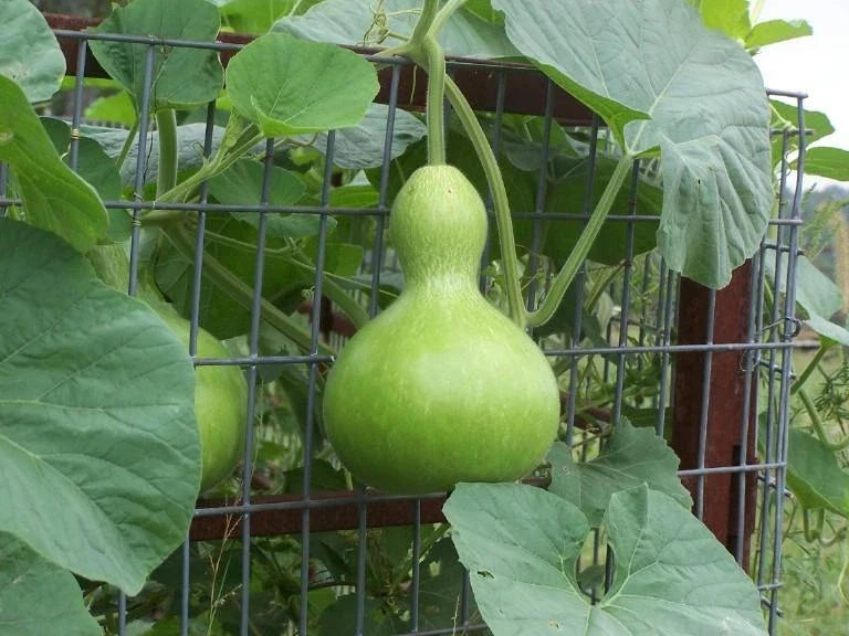 Birdhouse Gourd Seeds - Pack of 10 Heirloom Lagenaria siceraria for Arts & Crafts, Gardening & Decorations