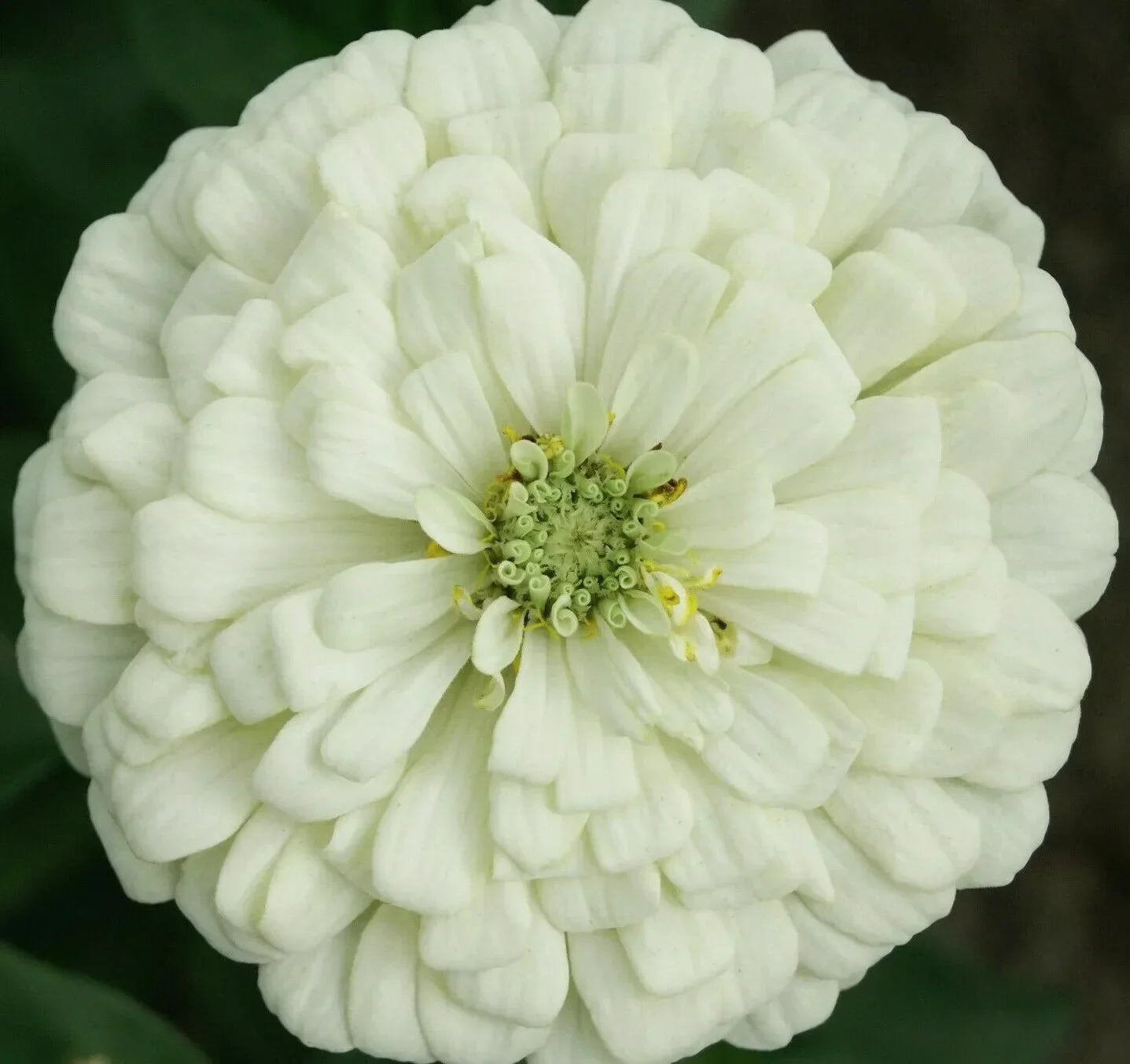 White Zinnia Flower Seeds - 100+ Polar Bear - Zinnia elegans Annual Garden Seeds