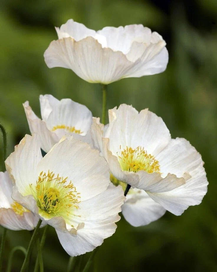 Bridal Silk Poppy Seeds Pack - Over 200 Non-GMO Papaver somniferum for Garden Planting, Vibrant Flowers, Easy to Grow