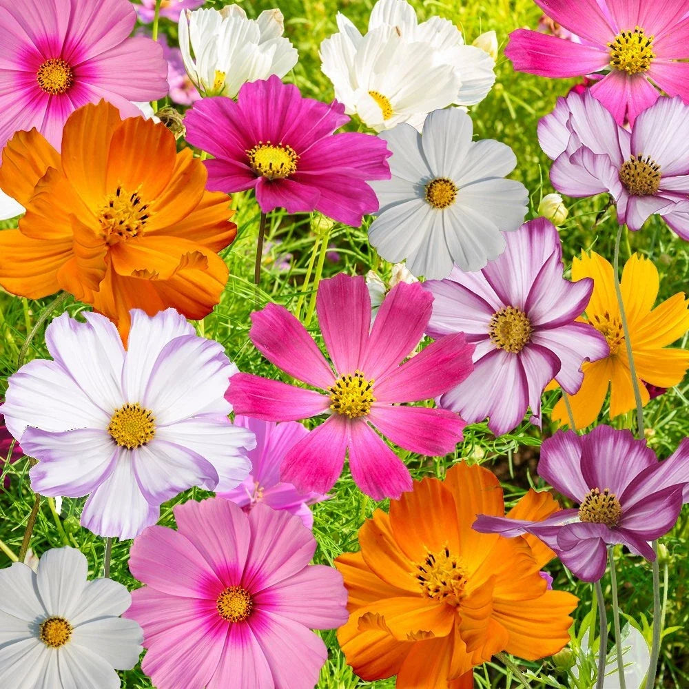 Cosmos Flower Seed Mix 10 Varieties, Colorful Blooms, Cosmos bipinnatus, Garden Seeds for Pollinator Attraction