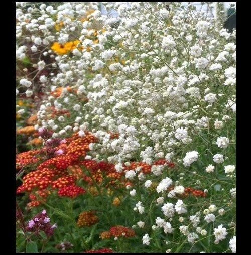 Baby's Breath Flower Seeds - Gypsophila Elegans White Seeds for Bouquets