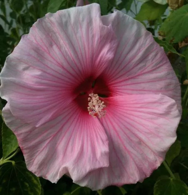 Rose Mallow Seeds 200+ Mixed Color Lavatera Trimestris Flower Seeds for Borders & Pollinator Gardens
