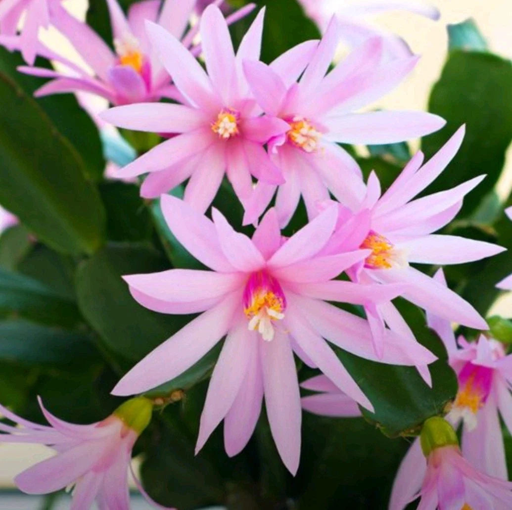 Pink Easter Cactus Cuttings - 3 Fresh Hatiora gaertneri Propagation Plants for Indoor & Outdoor Gardening