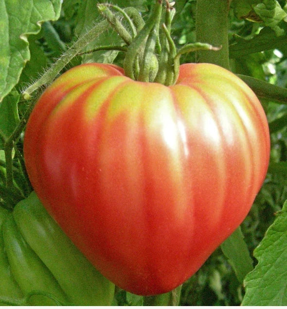 Heirloom Tomato Seeds - Red Bull Oxheart - Indeterminate Slicing Tomato - Non-GMO, 30 Seeds, Juicy, Heart-Shaped, Garden Plant