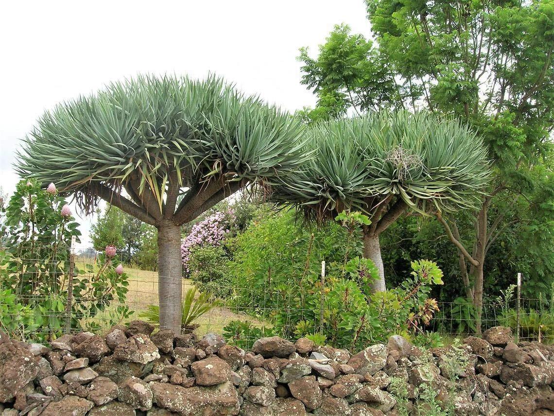 Dragon Blood Tree Seeds - Dracaena Draco - Unique Succulent Tree Seeds for Indoor & Outdoor Gardening