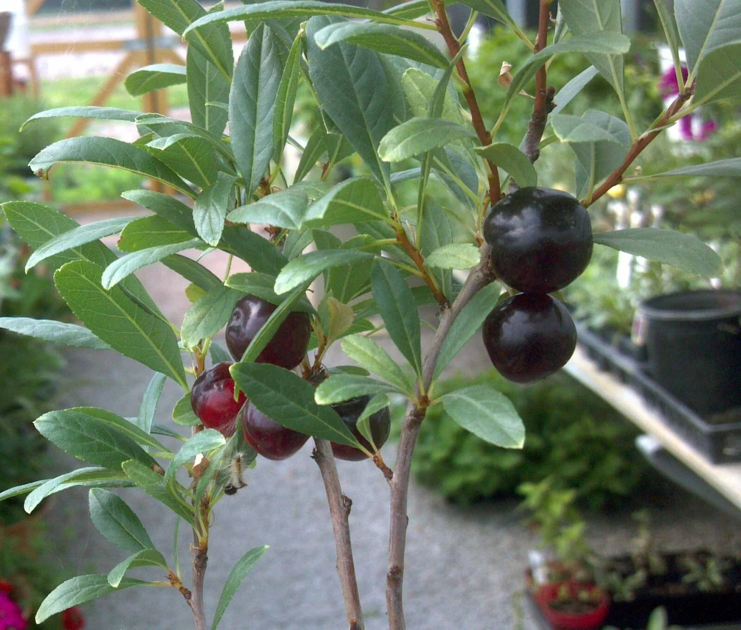 Hansen's Bush Cherry Plant - Rooted 4-5 ft Prunus Besseyi Organic Fruiting Bush with White Flowers Zones 2-8
