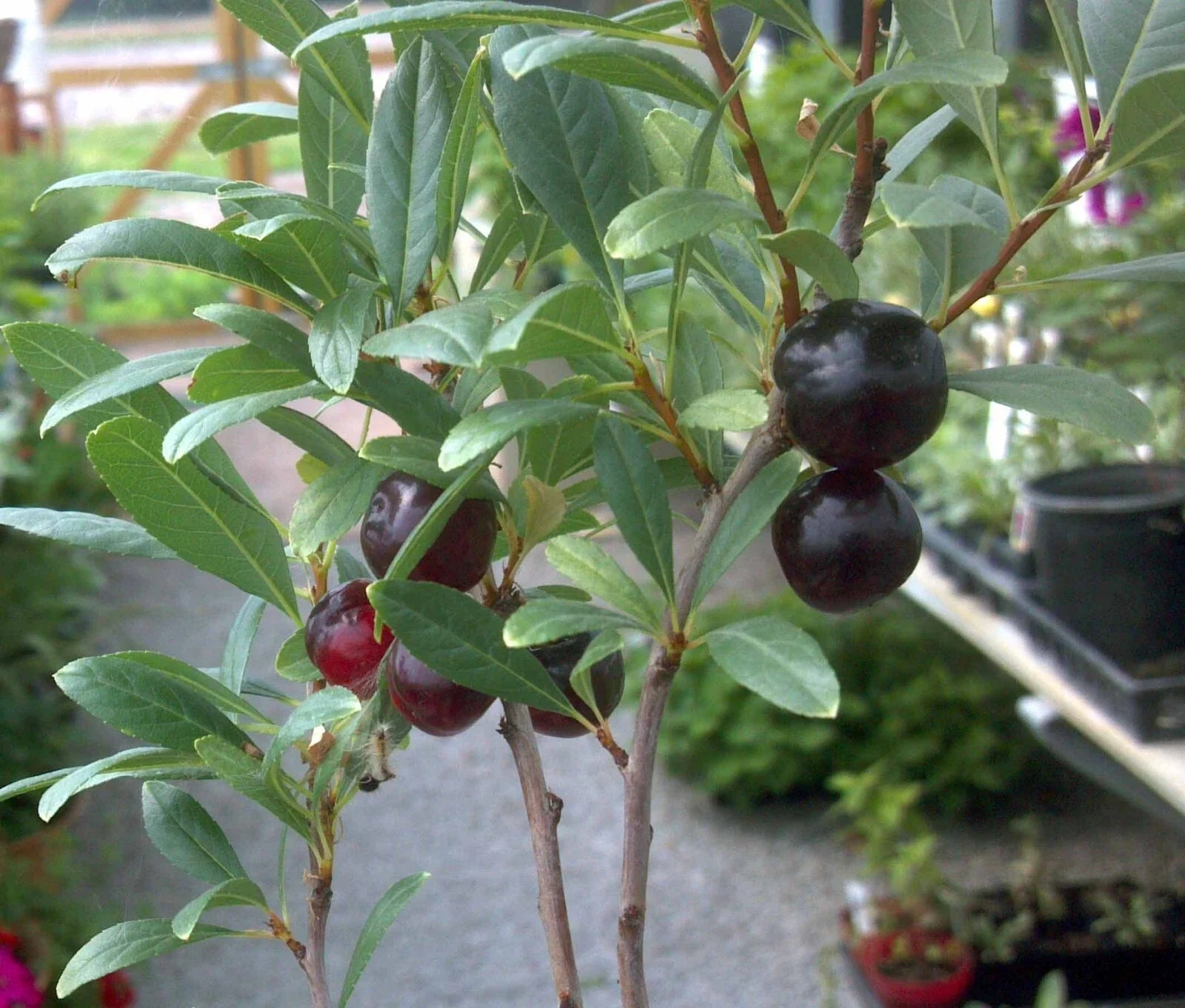 Hansen's Bush Cherry Plant - Rooted 4-5 ft Prunus Besseyi Organic Fruiting Bush with White Flowers Zones 2-8