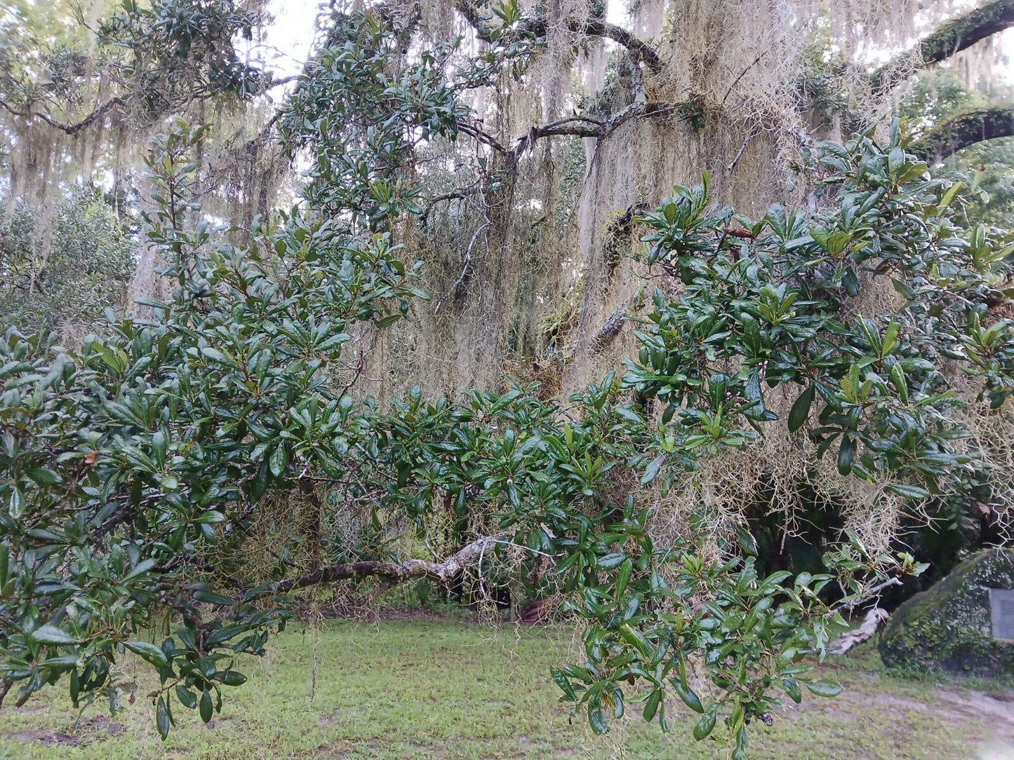Live Oak Tree 10"-14" Evergreen Quercus Virginiana Rooted Plants Texas Florida