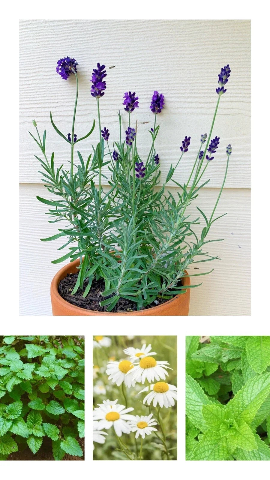 Herbal Tea Garden Seeds - Organic Peppermint, Chamomile, Lavender, Lemon Balm - Non-GMO Seed Packets for Home Gardening
