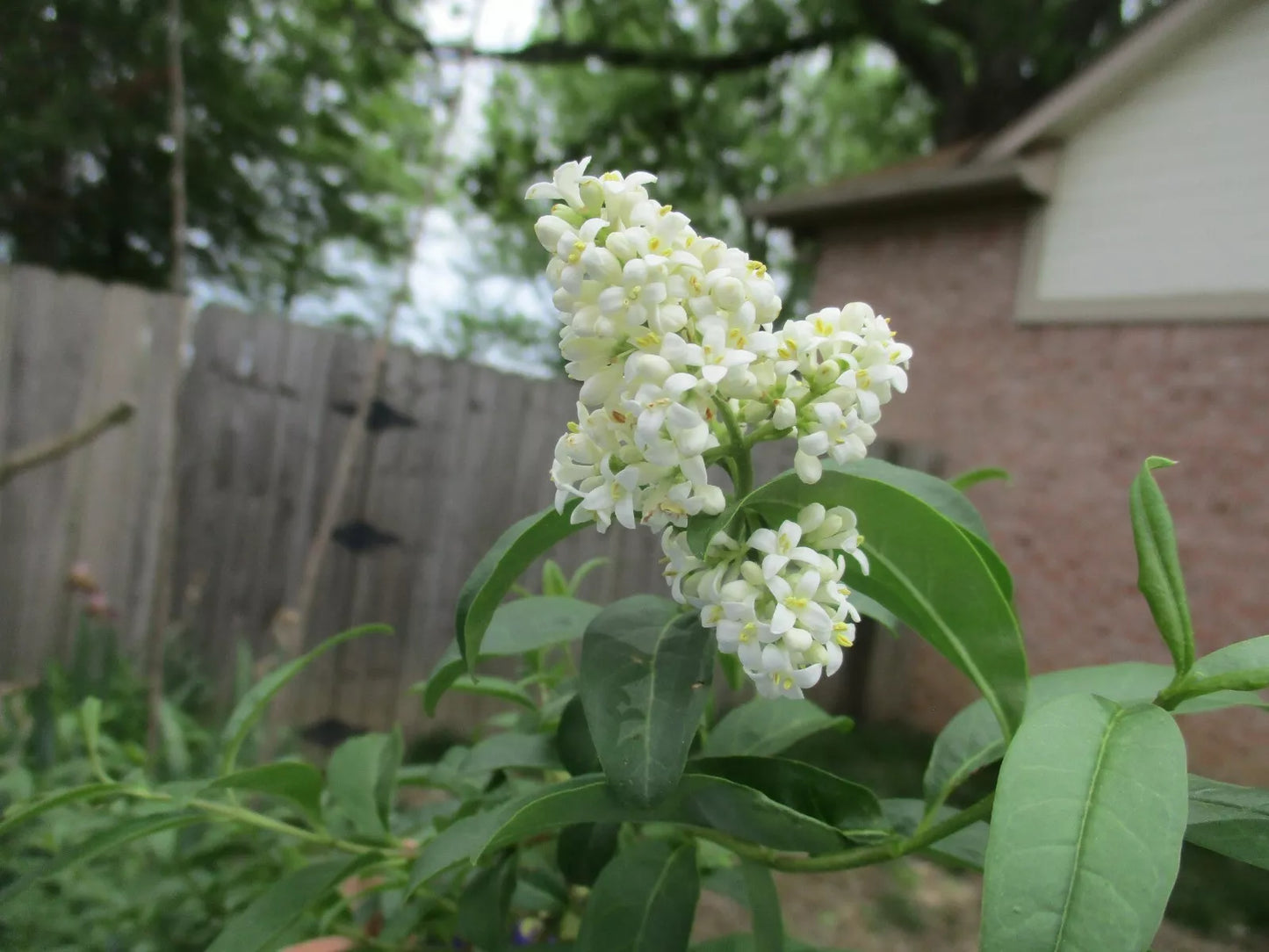 Primrose French Lilac Cuttings 6-8" Syringa First Yellow Hummingbird Attracting Pollinator