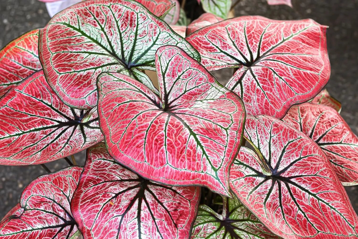 Caladium Bulbs 6 Pack - Scarlet O'Hare - Heart-Shaped Leaves - Caladium bicolor for Shade Gardens