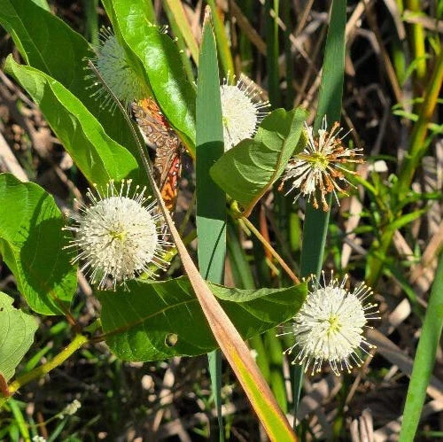 Button Bush Seeds 25 Pack | Cephalanthus occidentalis Florida Native Pollinator Plant for Bees & Butterflies