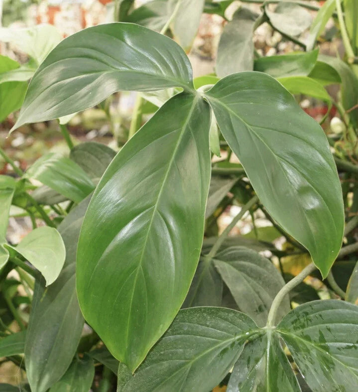 Philodendron Starter Plants Set of 4 | Indoor Houseplants | Easy Care Greenery | Various Philodendron Species