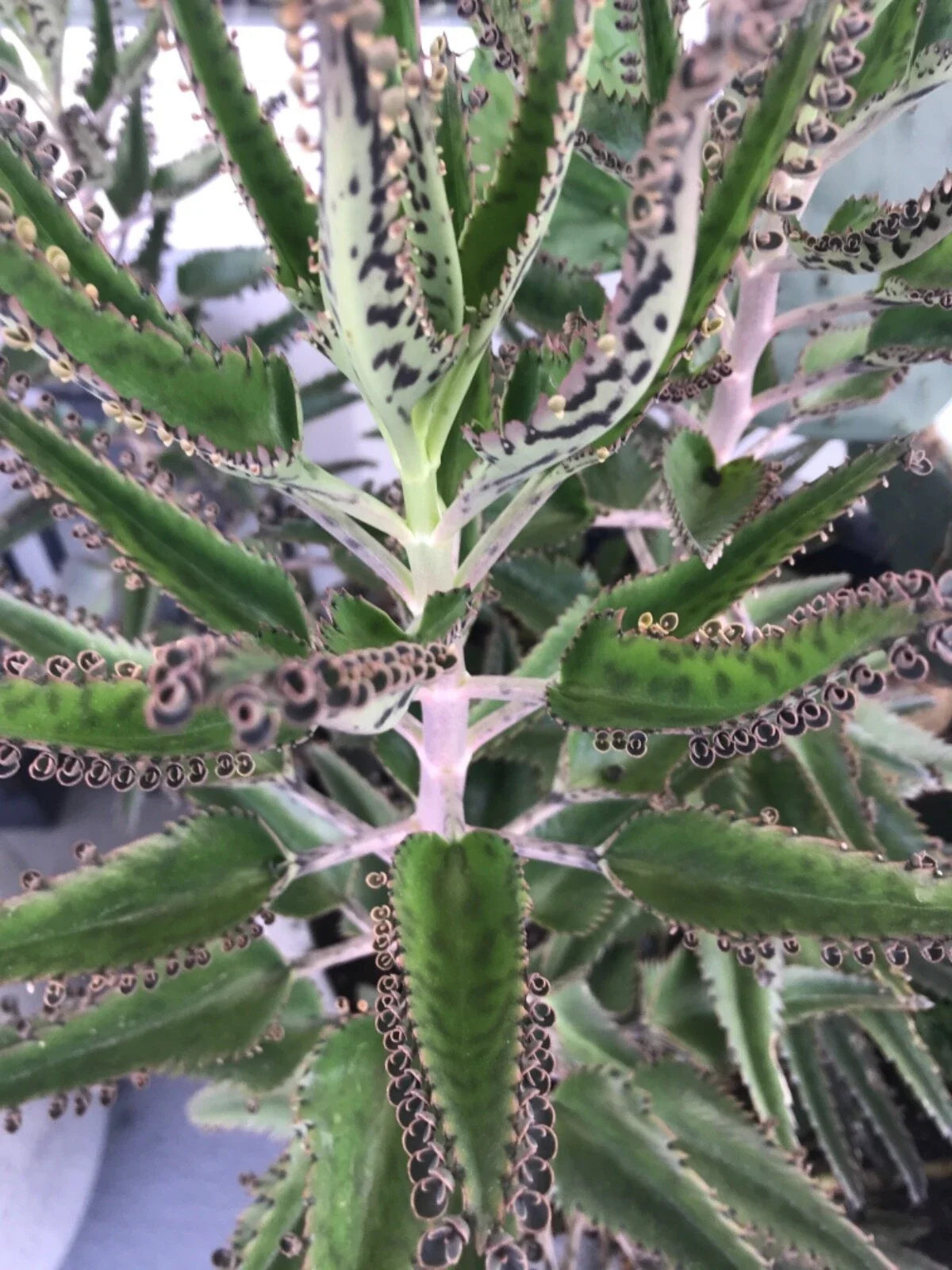 Mother of Millions Succulent Plants - 10 Rooted Baby Plants - Kalanchoe daigremontiana - Drought-Tolerant Indoor Outdoor