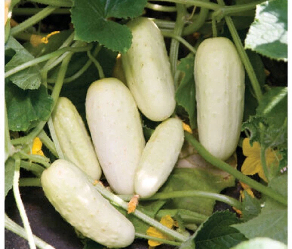 Organic Salt & Pepper Cucumber Seeds - Non-GMO Cucumis sativus, 25+ Seeds for Home Garden, Salad, Container Gardening