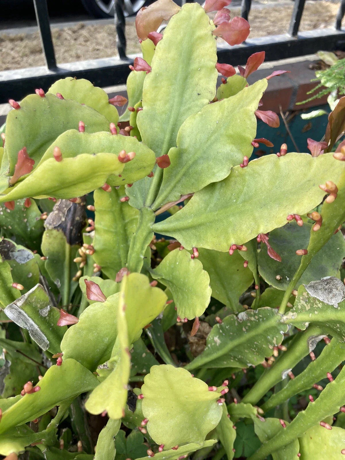 Rhipsalis goebeliana Jungle Cactus Cuttings – 4 Pieces, 6 Inches, Indoor Succulent, Easy Care Houseplant, Trailing Cactus