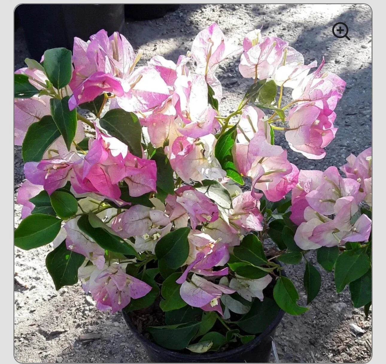 Bougainvillea Starter Plant - Small Well-Rooted Bambino Bi Color Pink - Bougainvillea glabra