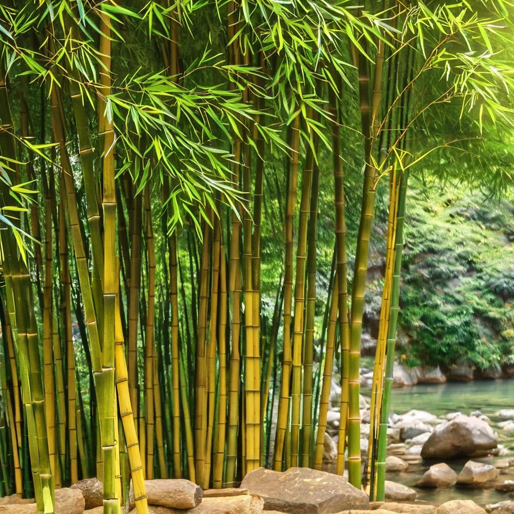 Bamboo Seeds - Clumping Yellow Groove Privacy Screen - Phyllostachys aureosulcata, Garden Plant, Fast-Growing
