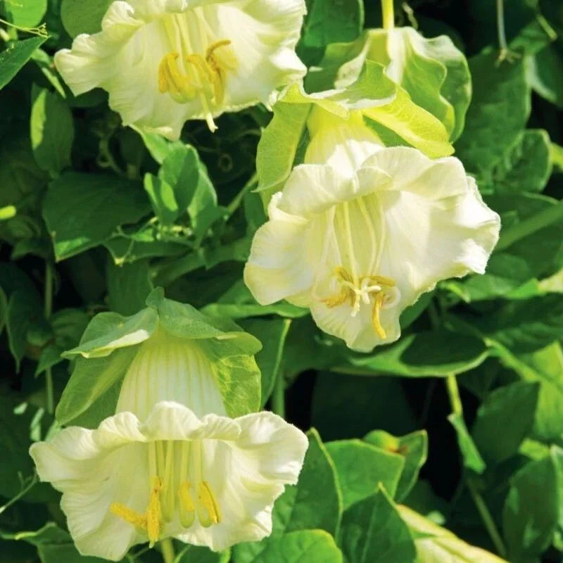 Cobaea White Cathedral Bells Vine Seeds - Climbing Flower, Cup & Saucer, Pollinator Attracting, 5 Pack, Cobaea scandens