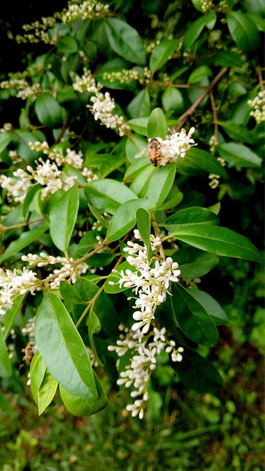 Bare Root Chinese Privet Hedge Plants 5-8 Inches Ligustrum sinense for Privacy Landscaping