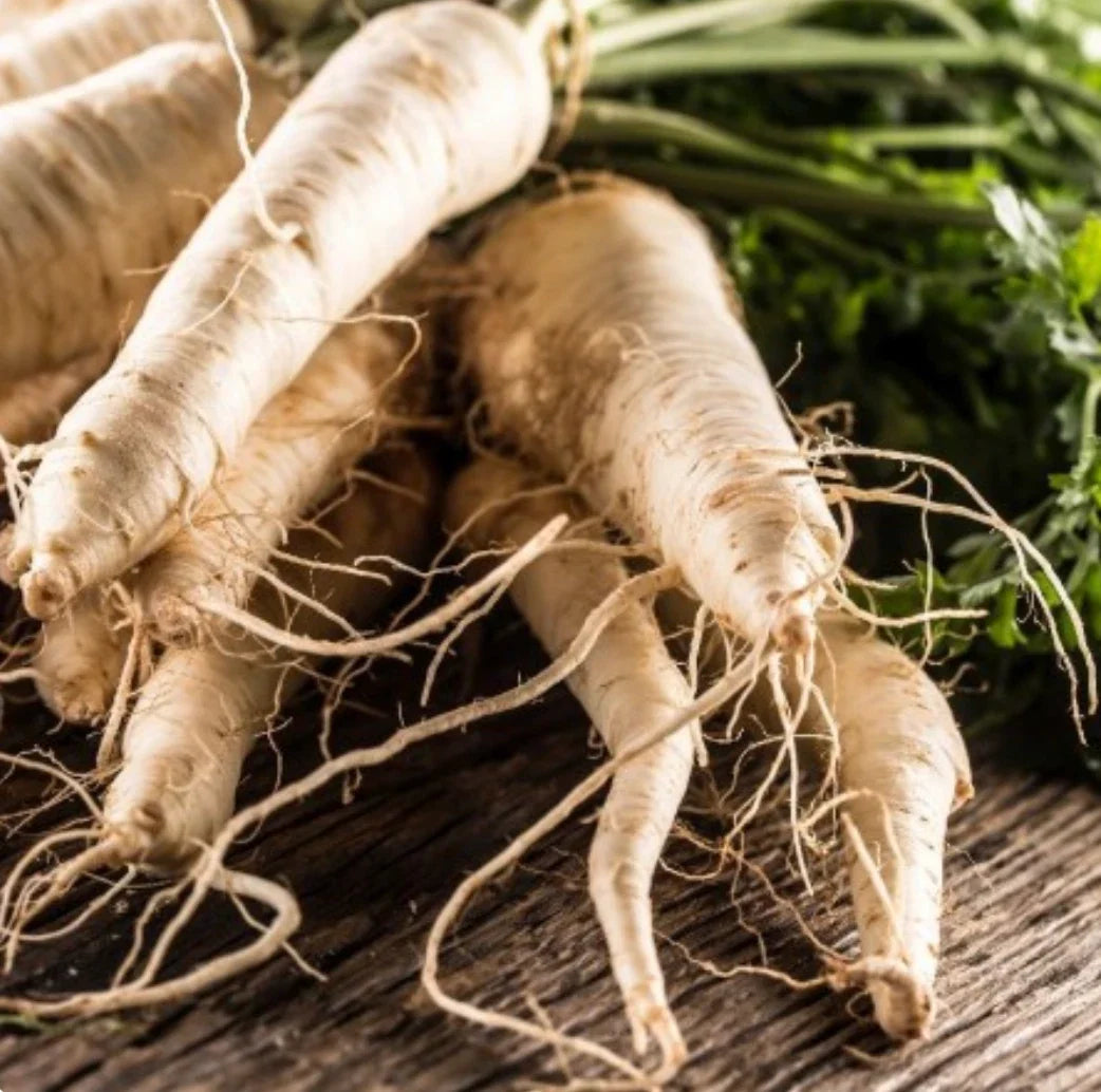 Hollow Crown Parsnip Seeds – Non-GMO, 125-Day Harvest, Pastinaca sativa, Long, Tender Roots for Cooking & Gardening
