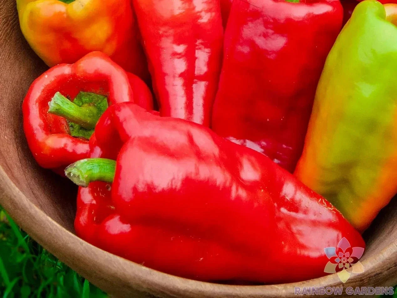 Beaver Dam Sweet Pepper Seeds - Organic Heirloom Capsicum annuum for Garden Planting, 25+ Seeds