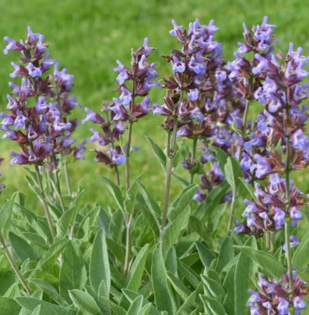 Sage Seeds - 100 Non-GMO Broadleaf Perennial for Culinary & Tea - Salvia officinalis