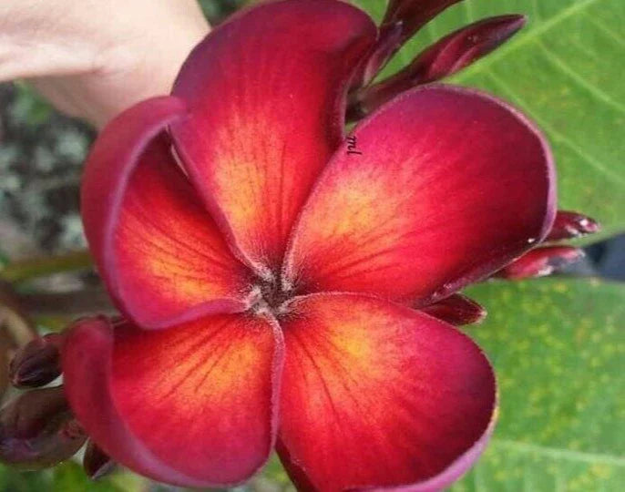 Jamaican Fire Plumeria Cutting - 3 Tip Fragrant Tropical Flower Plumeria rubra