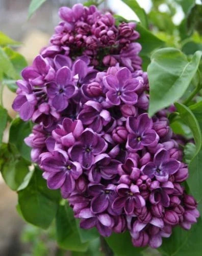 Purple Lilac Seeds - 25 Count, Fragrant Hardy Perennial Flower, Syringa vulgaris, Garden Seeds for Borders & Hedges